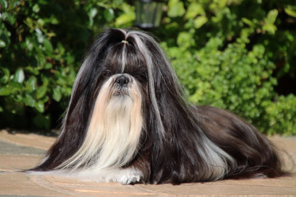 istock Black and white shih tzu 2162816003