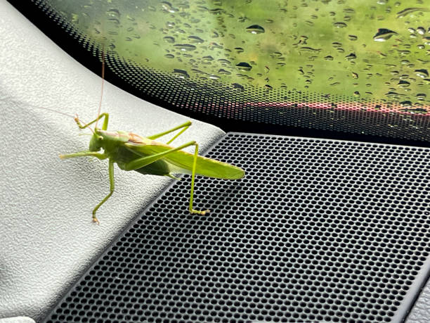 Big grasshopper sitting in the car, jumped through the open window