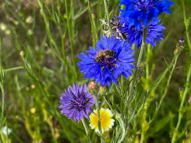 istock A flower meadow with blue cornflowers, seen up close 2162817652