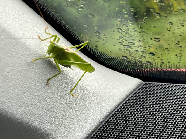 istock Big grasshopper sitting in the car, jumped through the open window 2162817821