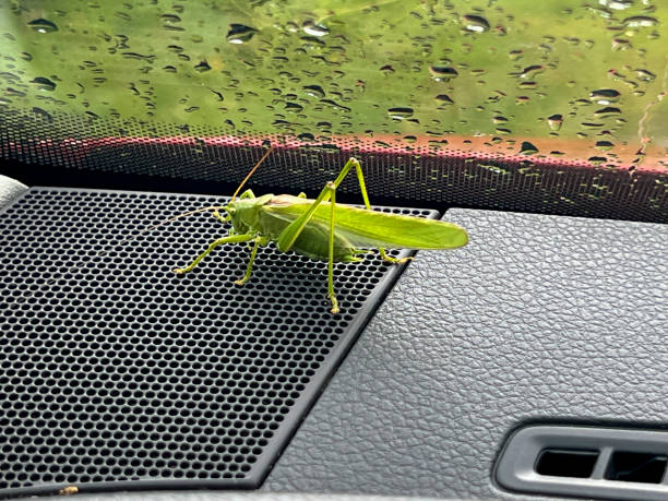 istock Big grasshopper sitting in the car, jumped through the open window 2162817822