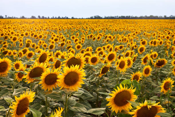 istock Sunflowers field at summer sunny day 2162818609