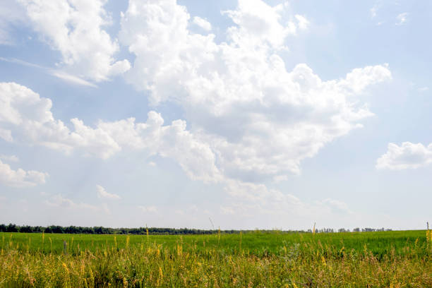 The abundance of vegetation of thermophilic xerothermic grasslands is a beautiful landscape with characteristic plant life.