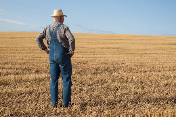 The farmer's wide land. An elderly farmer, wearing jeans dungarees and a straw hat, stands contentedly on his harvested grainfield. His gaze drifts into the distance, over his vast field that stretch to the horizon. bib overalls stock pictures, royalty-free photos & images
