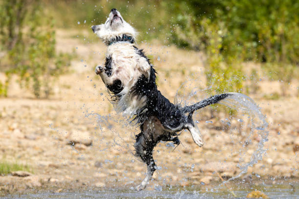 A dirty, wet dog runs with fur flying towards the camera in the background of a green meadow.