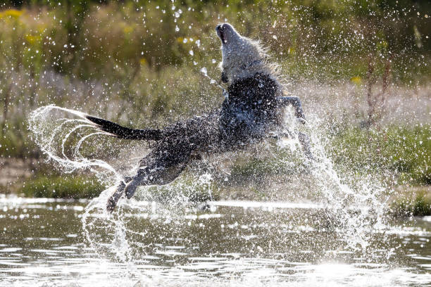 Border Collie breed dog playing in the water.  Dog games.  Purebred dogs.  Pets.  Summer photos with animals.