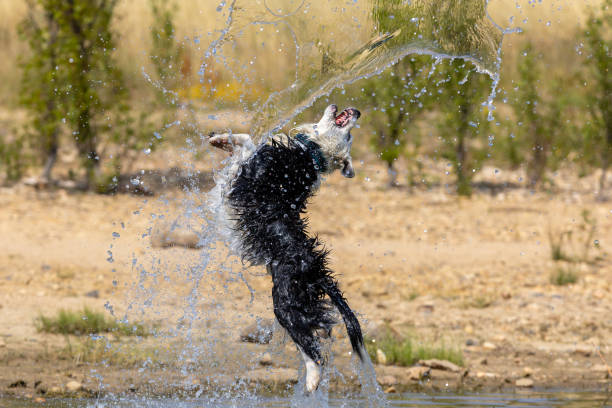 Border Collie breed dog playing in the water.  Dog games.  Purebred dogs.  Pets.  Summer photos with animals.