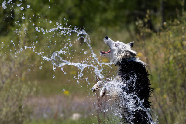Border Collie breed dog playing in the water.  Dog games.  Purebred dogs.  Pets.  Summer photos with animals.