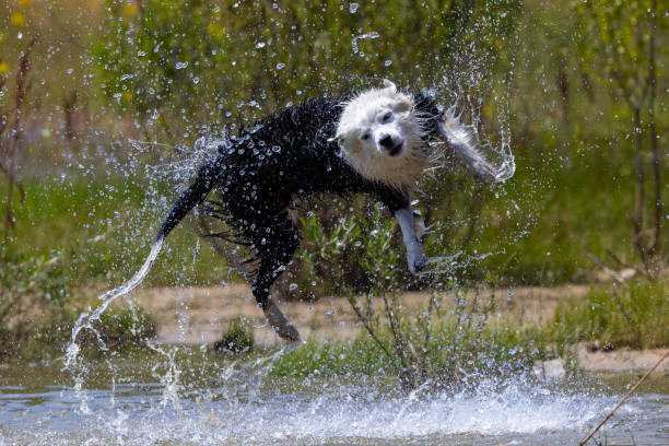 Border Collie breed dog playing in the water.  Dog games.  Purebred dogs.  Pets.  Summer photos with animals.