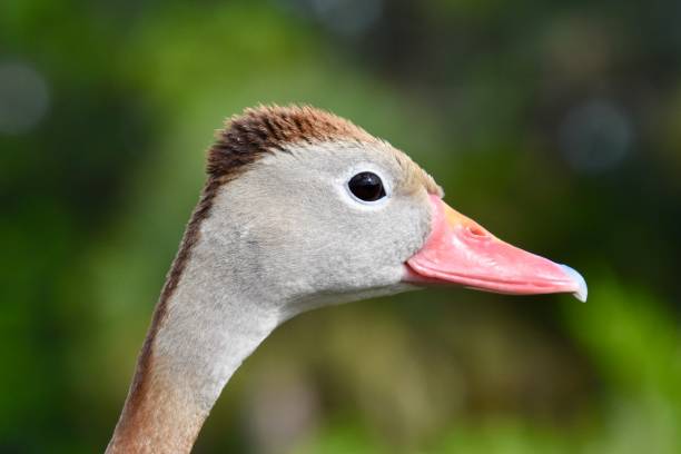 istock black-bellied whistling duck super close-up 2162822075