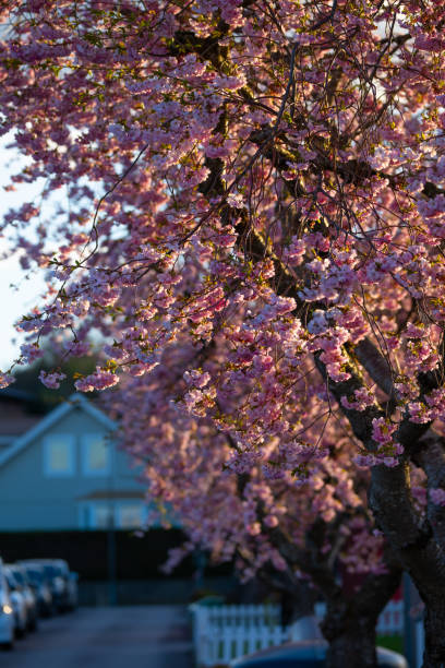 istock Pink cherry blossom in evening light.. 2162822790