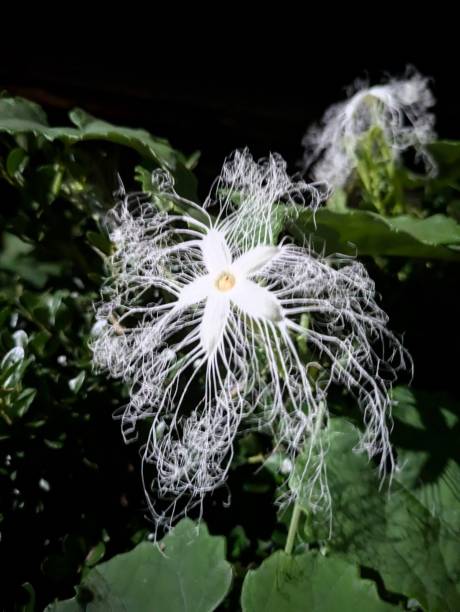 istock Karasuuri, Japanese night flowers. 2162823545