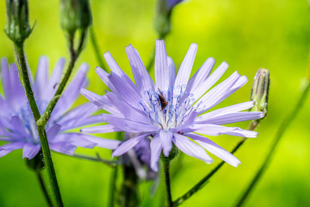 Cornflower close up