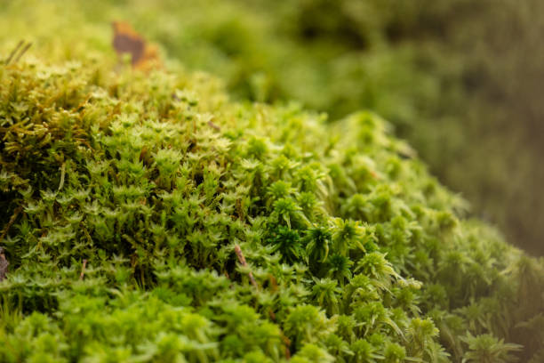 Details of green moss in the forest.