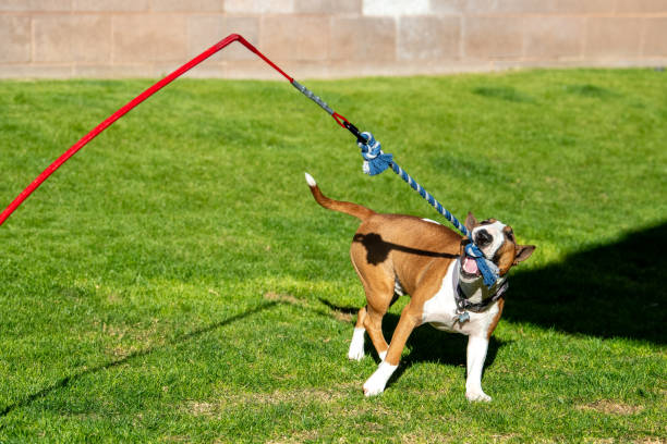 istock Miniature bull terrier pulling on a rope tug toy 2162824344