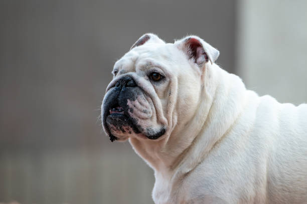 istock Profile portrait of a white bulldog 2162824377