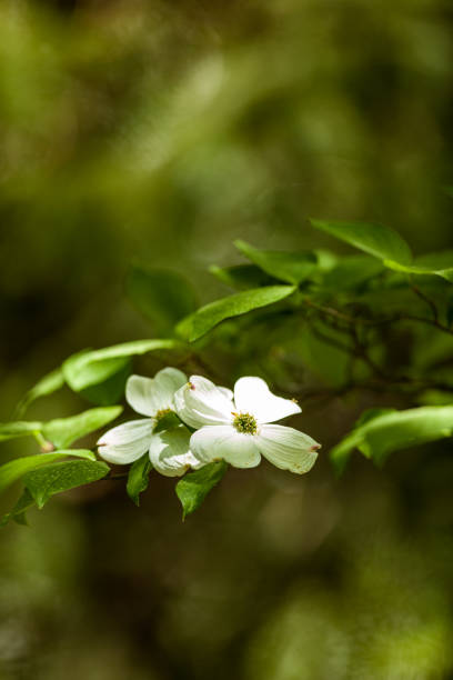 Dogwood Blooms in the Sunlight