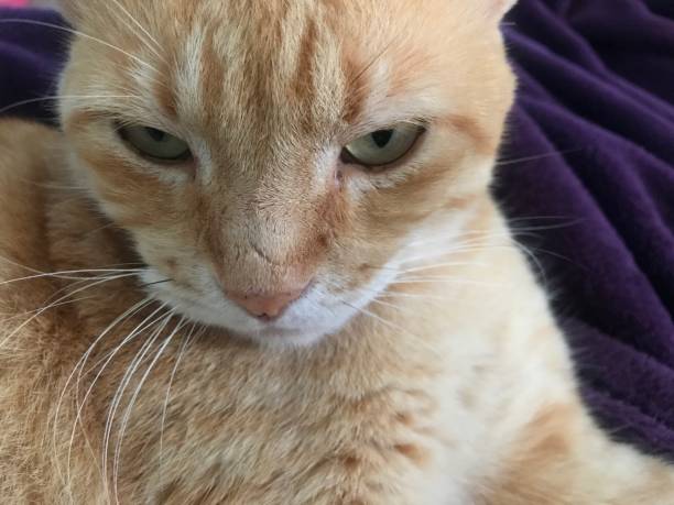 istock Cute ginger cat lying on the bed close up 2162826802