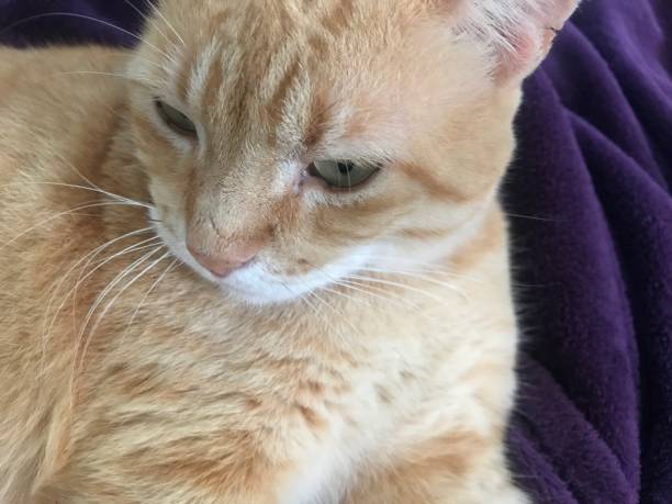 istock Cute ginger cat lying on the bed close up 2162826806