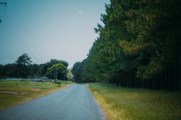 Oak alley