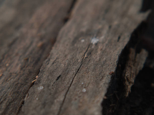 istock wooden close up detail 2162829044