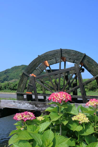 istock Vivid hydrangeas and a waterwheel (Yasunami Waterwheel Village, Shimanto City, Kochi Prefecture) 2162830084