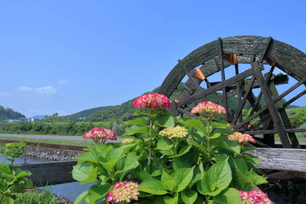 istock Colorful hydrangeas and a waterwheel (Yasunami Waterwheel Village, Shimanto City, Kochi Prefecture) 2162830091