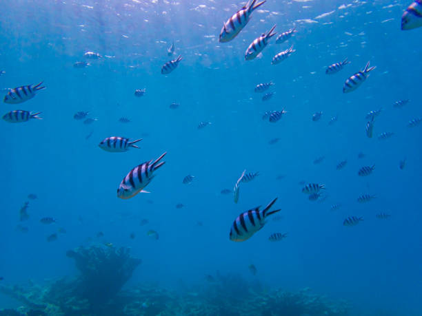 istock Chichijima, Ogasawara Islands: Blue sea and fish 2162830176