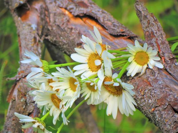 Daisies in garden.