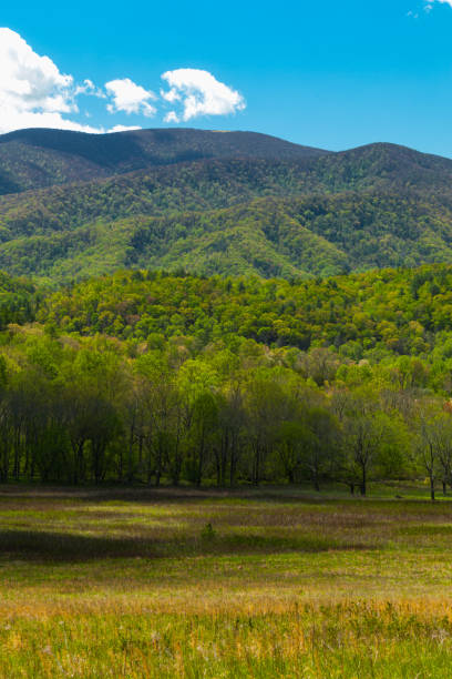 istock Spring Green and Trees Budding in Cades Cove 2162832523