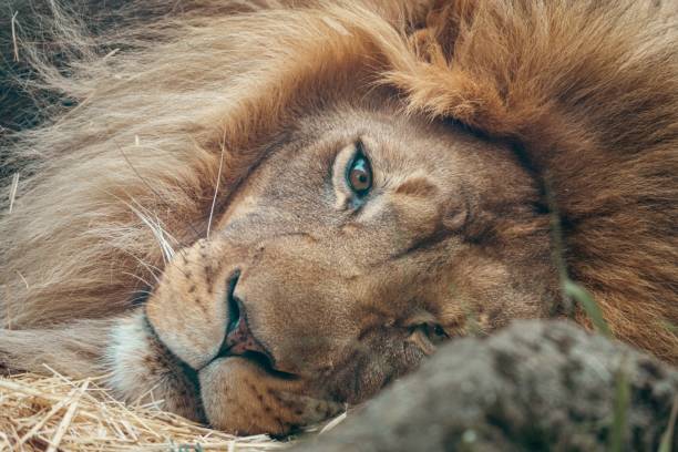 Close up of Lion lying down