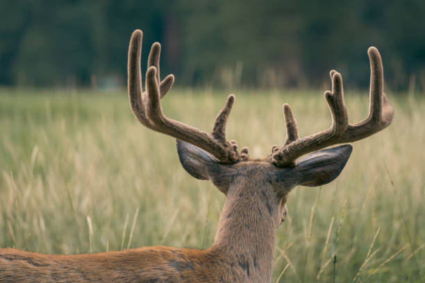 A young red deer stag stands alert and proud in a golden meadow during autumn. Its partially developed antlers and confident posture capture the strength and elegance of wildlife in its natural habitat. The blurred woodland background adds depth and serenity to this striking portrait of a wild deer.