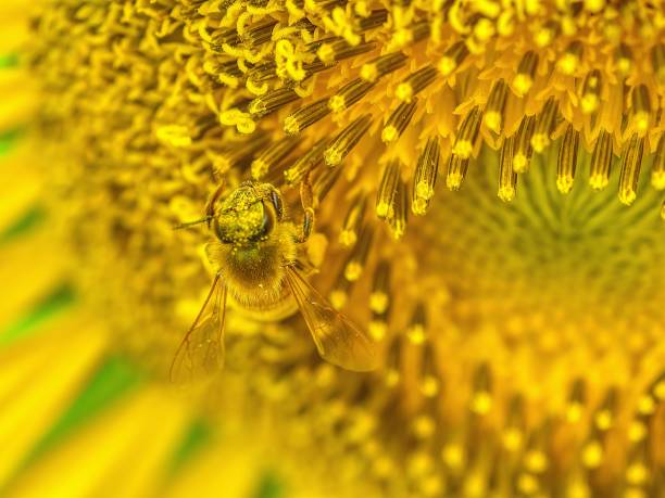 Sunflower with a bee