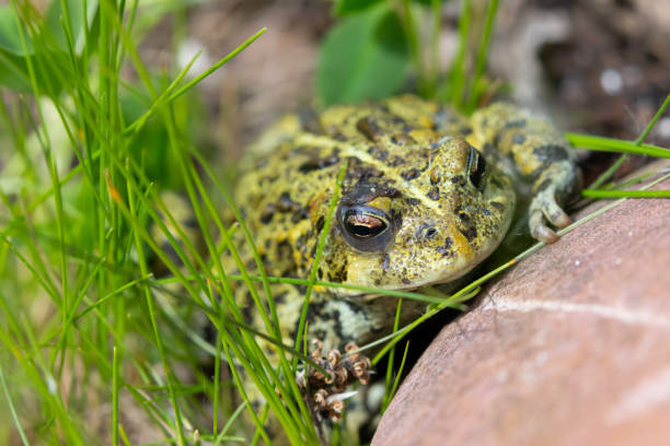 istock Boreal toad is sitting in grass at the rock in the summer garden. 2162833261