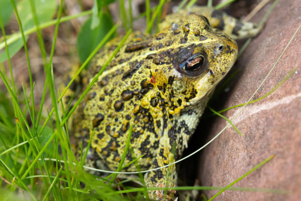 istock Boreal toad is sitting in grass at the rock in the summer garden. 2162833266