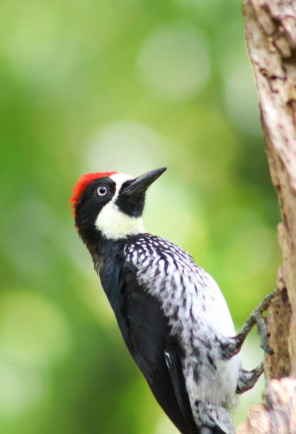 istock Acorn Woodpecker 2162835467