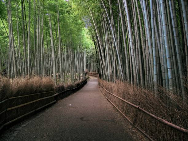 istock Japanese landscape1552 Arashiyama Bamboo Grove 2162835612
