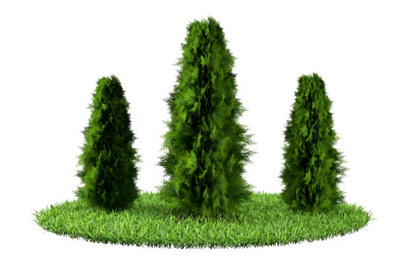 istock Green spruce tree on grassy ground. 2162835790