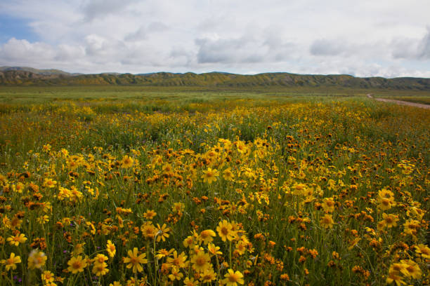 A huge field of yellow flowers extends to a set of small hills in the distance