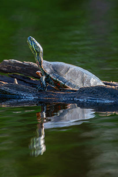 istock Western Painted Turtle (Chrysemys picta) crawling on a log in summer 2162837492