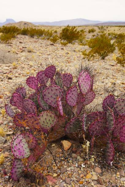 istock Big Bend National Park Texas 2162837973