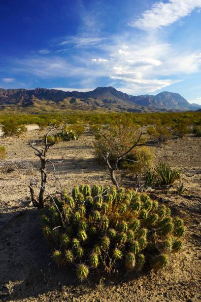 istock Big Bend National Park Texas 2162838077