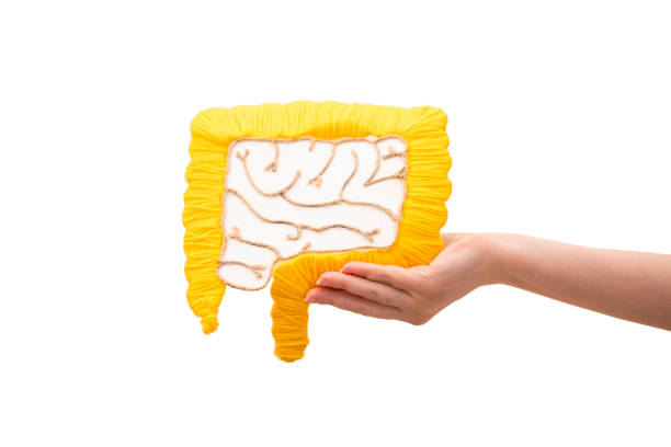 Human intestine made of thread