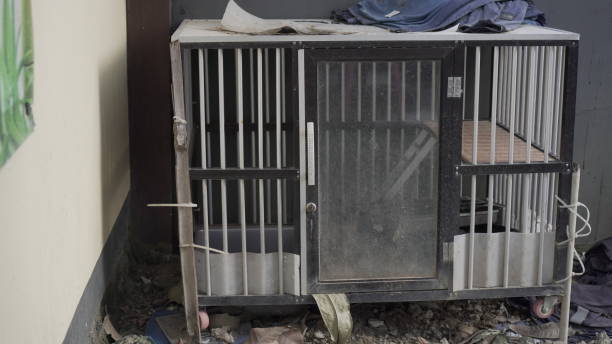 istock The two-level cat cage to appear worn and dirty. 2162839220