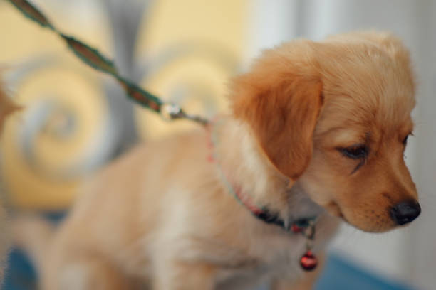 cute golden dog