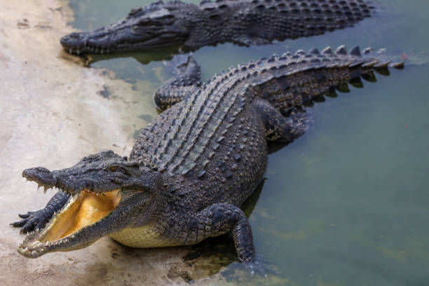 istock Close up the crocodile near the river 2162840292