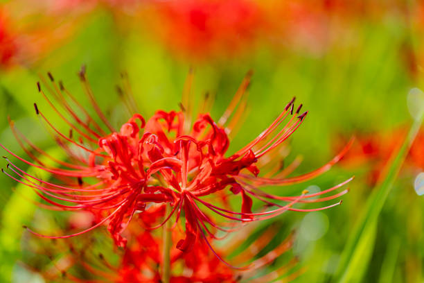 Aichi Prefecture: Red spider lilies along the Yakachi River