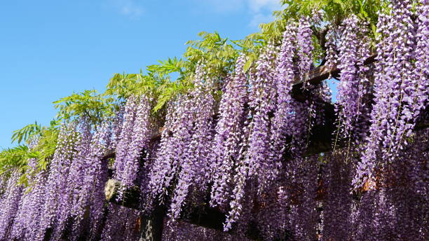 istock Wisteria flowers 2162841217