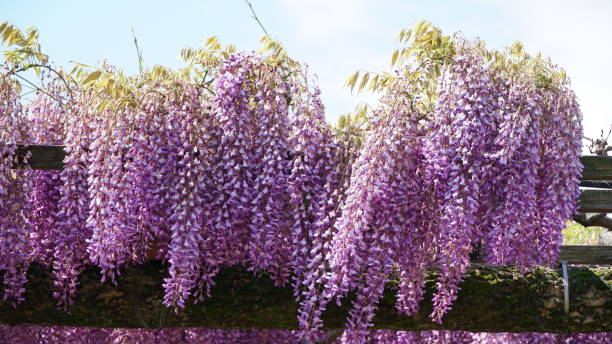 istock Wisteria flowers 2162841231