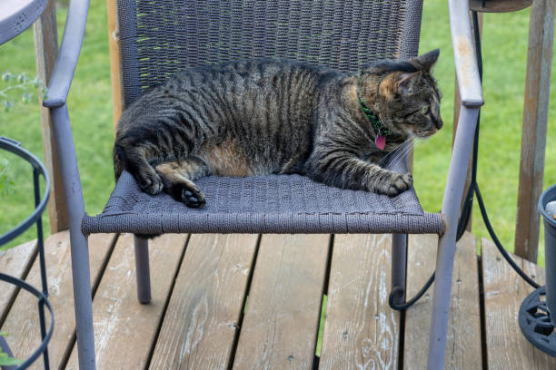 istock Gray striped tabby cat, resting quietly on a lawn chair 2162842330